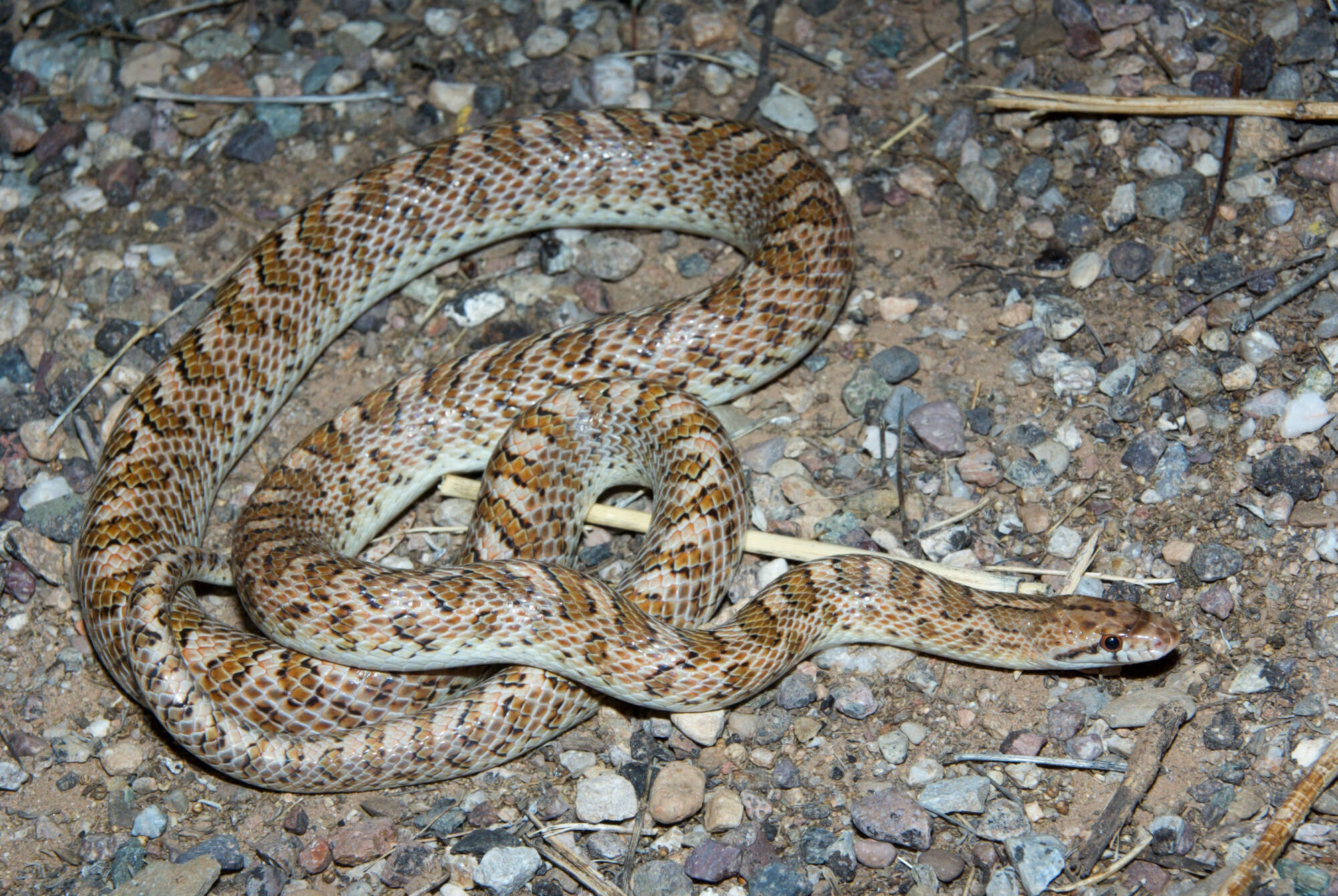 Image of Arizona elegans noctivaga Klauber 1946