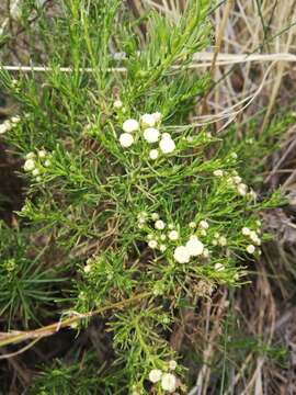 Imagem de Baccharis bolivensis (Wedd.) Cabrera