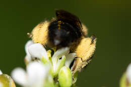 Image of Andrena bicolor Fabricius 1775