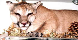 Image of Florida panther