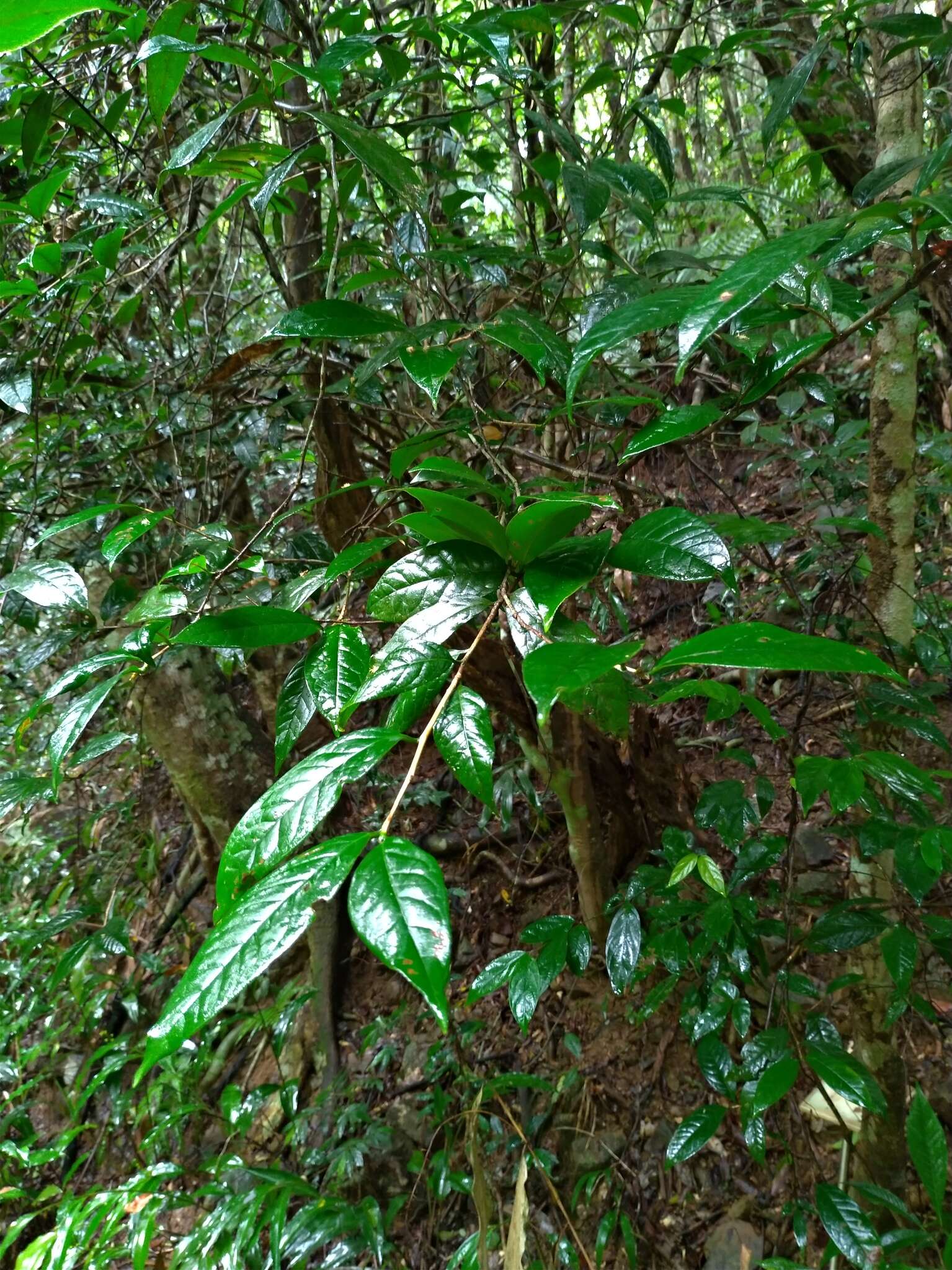 Image of Camellia furfuracea (Merr.) Cohen-Stuart