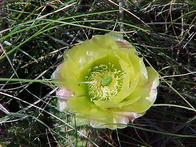 Image of Panhandle Prickly-pear