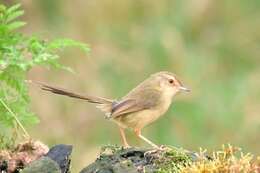 Plancia ëd Prinia inornata flavirostris (Swinhoe 1863)