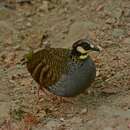 Image of Taiwan Hill Partridge