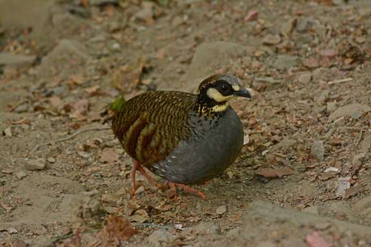 Image of Taiwan Hill Partridge