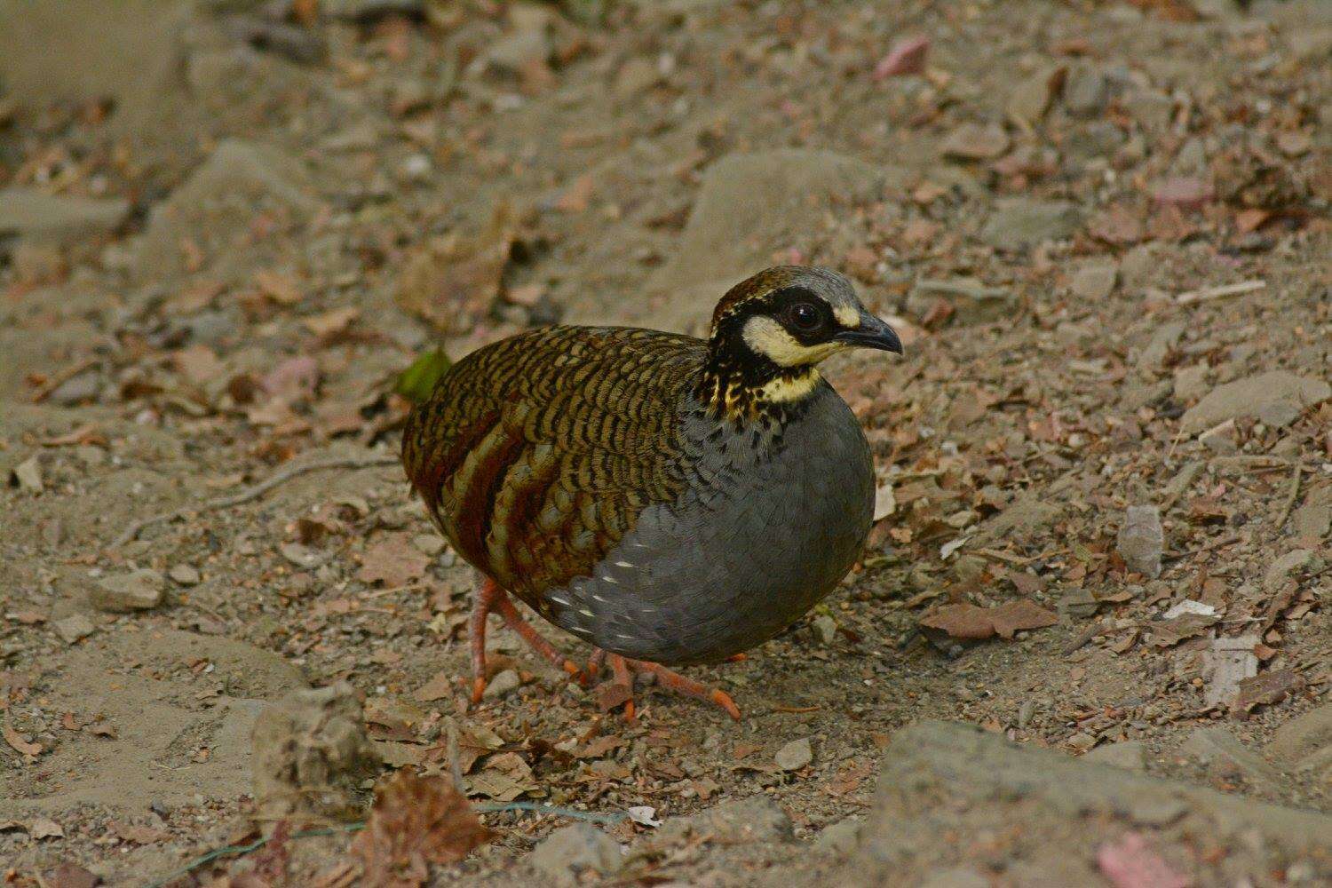 Image of Taiwan Hill Partridge