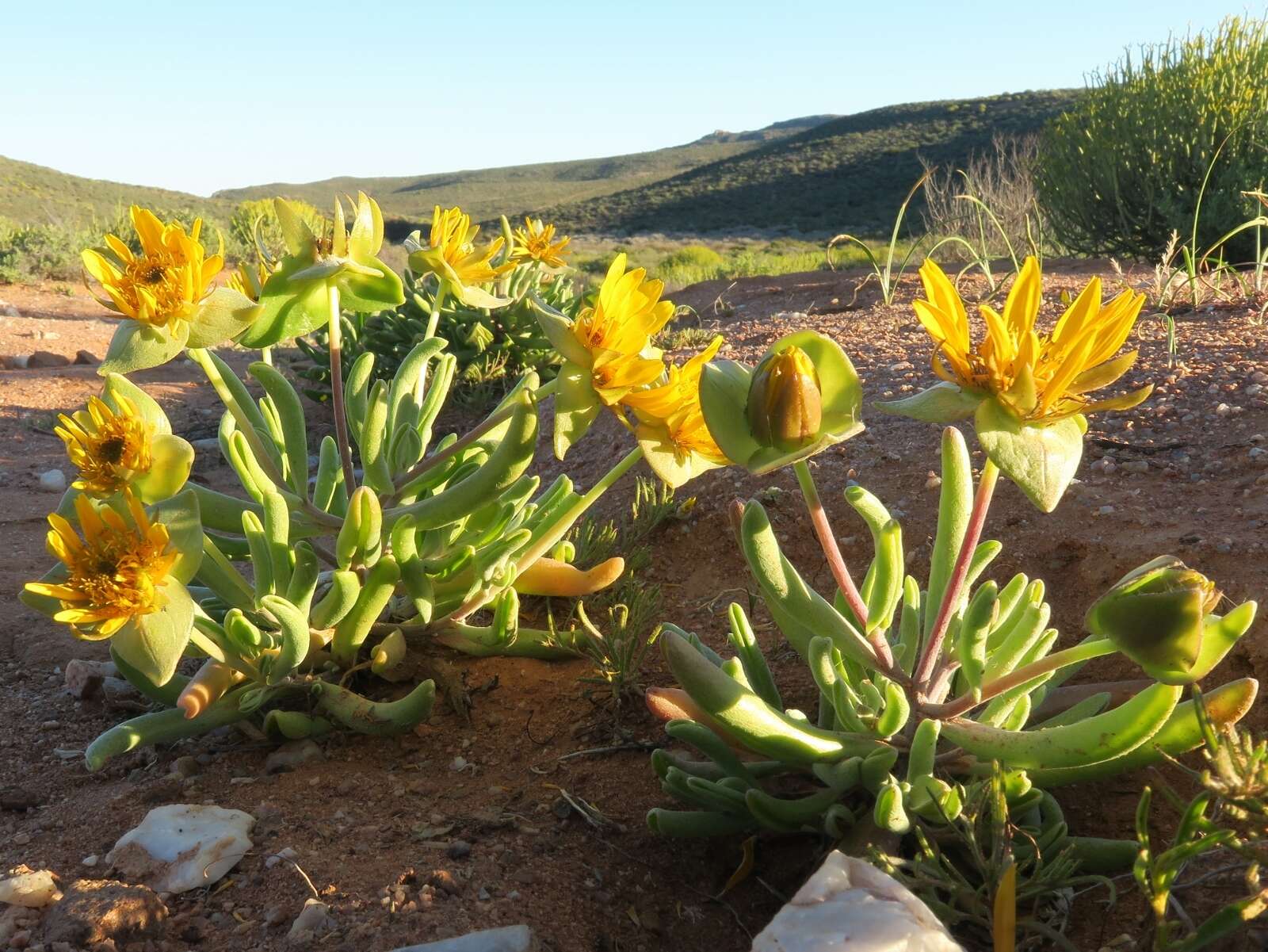 Image of Didelta carnosa (L. fil.) Ait.