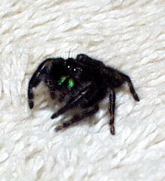 Phidippus audax (Hentz 1845) resmi