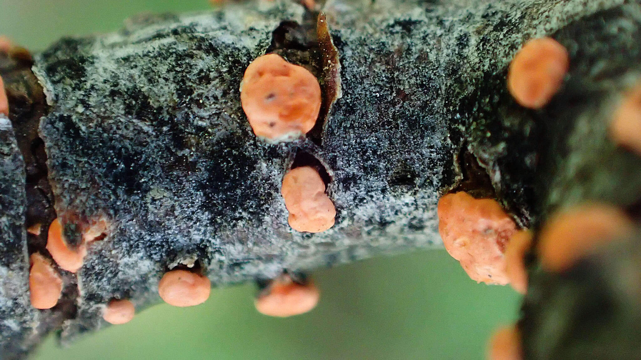 Image of Nectria cinnabarina (Tode) Fr. 1849