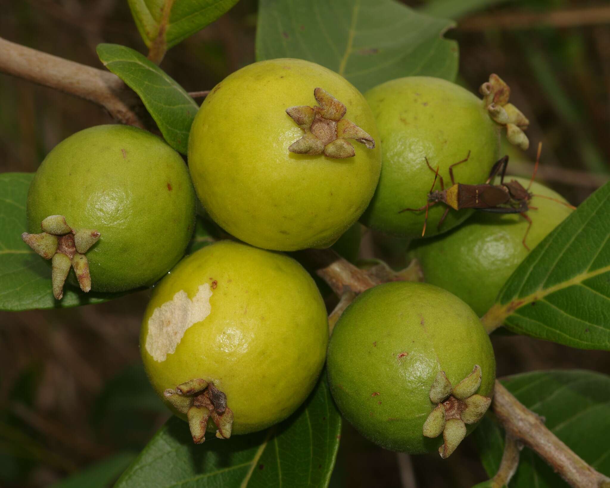 Image of Psidium guyanense Pers.