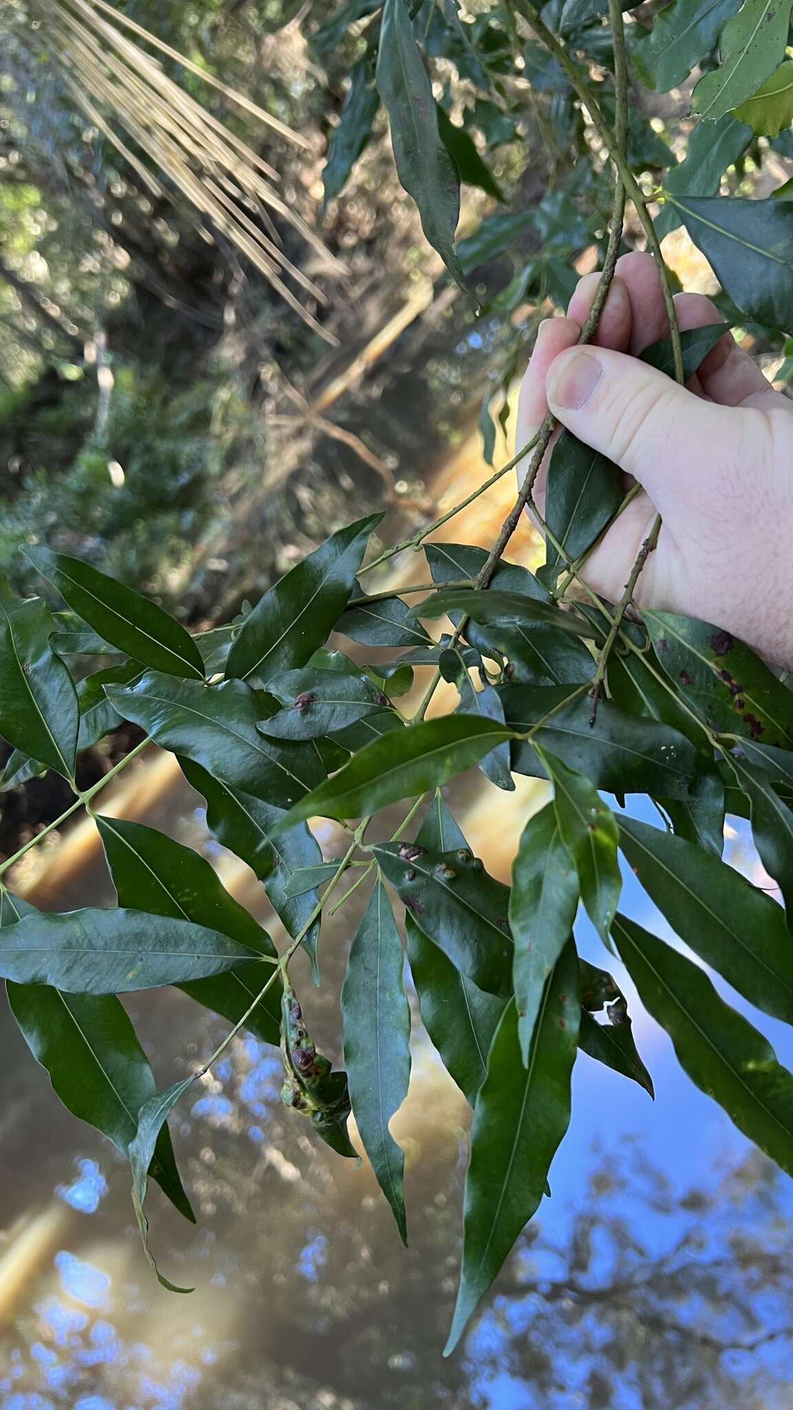 Image of Syzygium floribundum F. Müll.