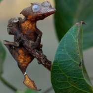 Image of Leaf-tailed gecko