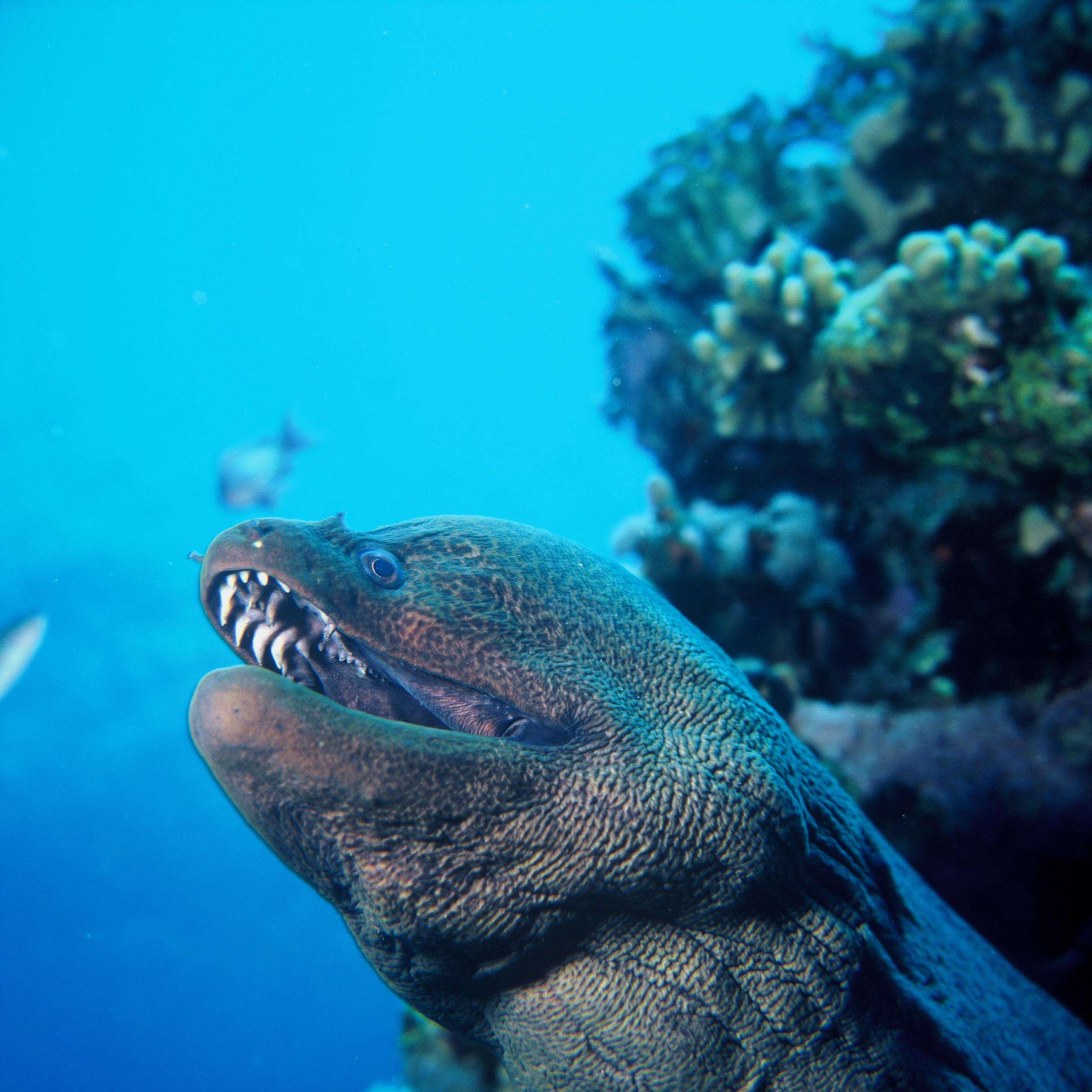 Image of Giant moray