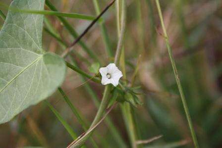 Image of Ipomoea biflora (L.) Pers.