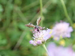 Image of Physocephala rufipes (Fabricius 1781)