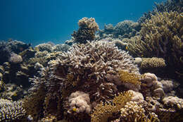 Image of Acropora hemprichii (Ehrenberg 1834)