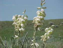 Sivun Yucca glauca Nutt. kuva