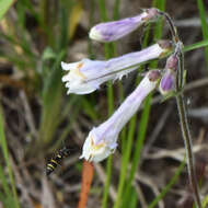 Image of Cyrtolabulus mutinensis Gusenleitner 2006