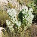 Image of Leucadendron arcuatum (Lam.) I. Williams