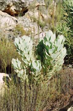 Image of Leucadendron arcuatum (Lam.) I. Williams