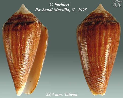Image of Conus barbieri G. Raybaudi Massilia 1995