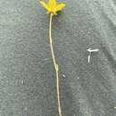 Слика од Saxifraga serpyllifolia Pursh
