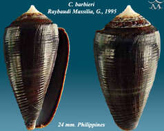 Image of Conus barbieri G. Raybaudi Massilia 1995