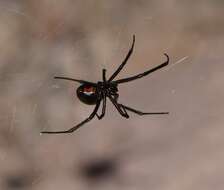 Latrodectus hesperus Chamberlin & Ivie 1935的圖片