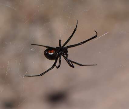 Latrodectus hesperus Chamberlin & Ivie 1935的圖片