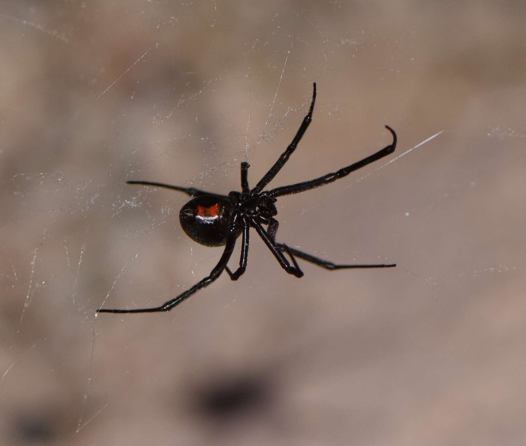 Latrodectus hesperus Chamberlin & Ivie 1935的圖片