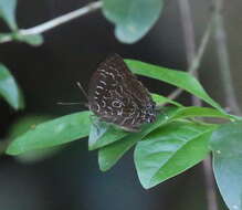 Image of Arhopala acetes (Hewitson 1862)