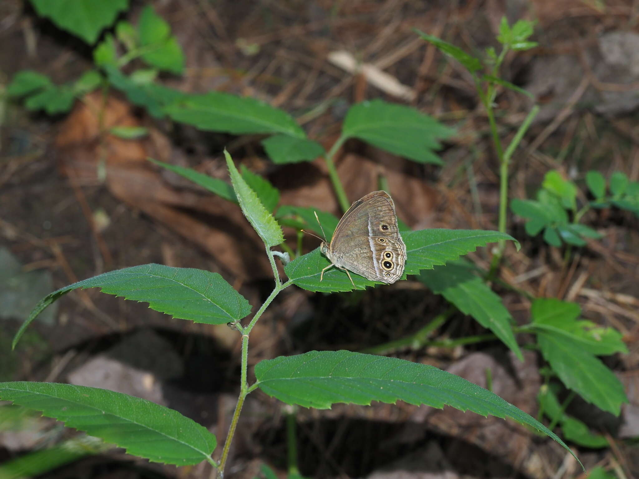 Image of Mycalesis sangaica Butler 1877