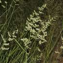 Imagem de Eragrostis echinochloidea Stapf