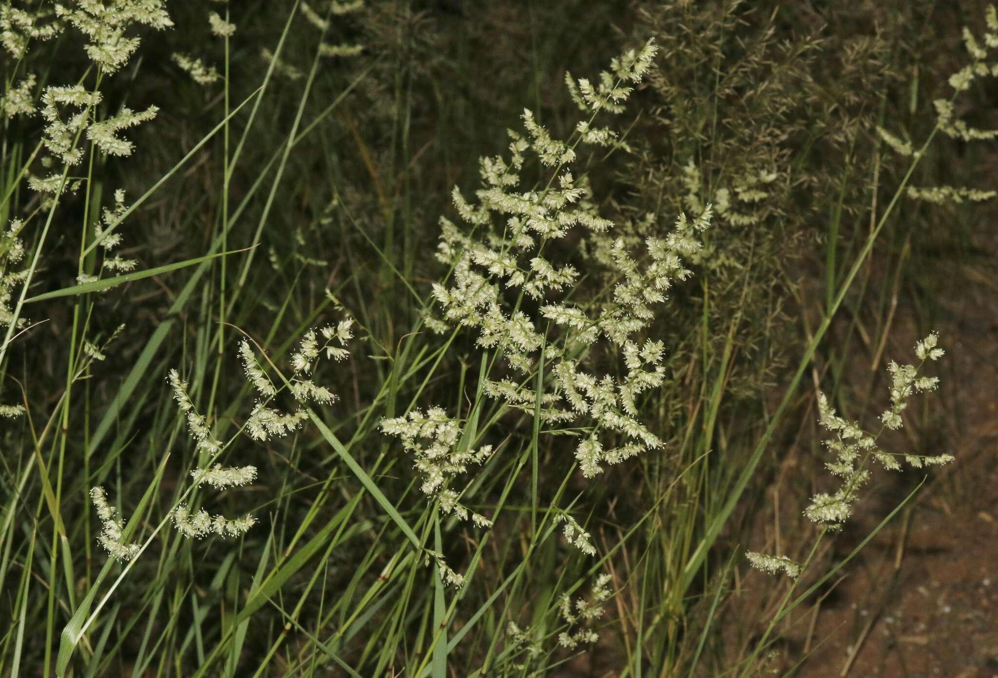 Image of African lovegrass