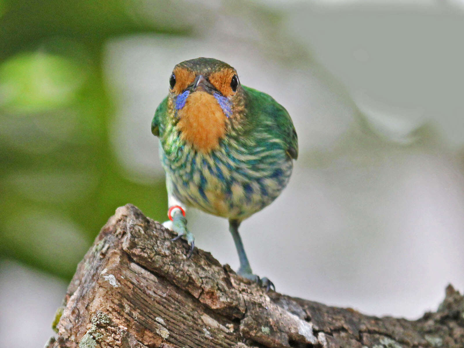 Image of Purple Honeycreeper