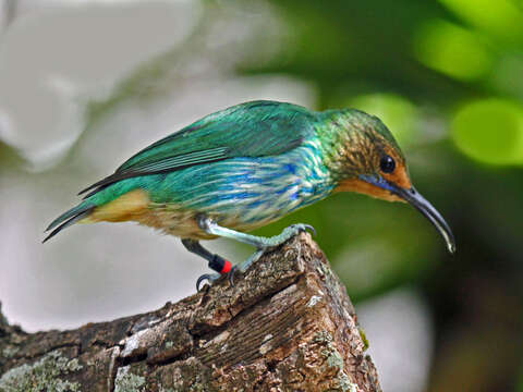 Image of Purple Honeycreeper