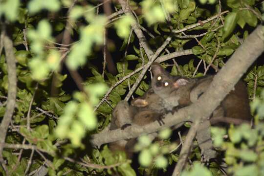 Image of Brown Greater Galago