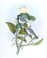 Image of Parus Linnaeus 1758