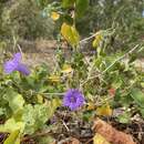 Imagem de Ruellia californica subsp. peninsularis (Rose) T. F. Daniel