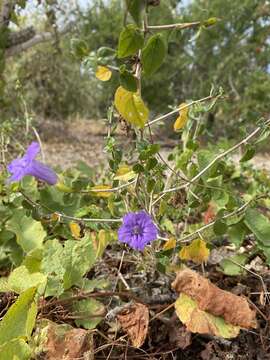 Plancia ëd Ruellia californica subsp. peninsularis (Rose) T. F. Daniel