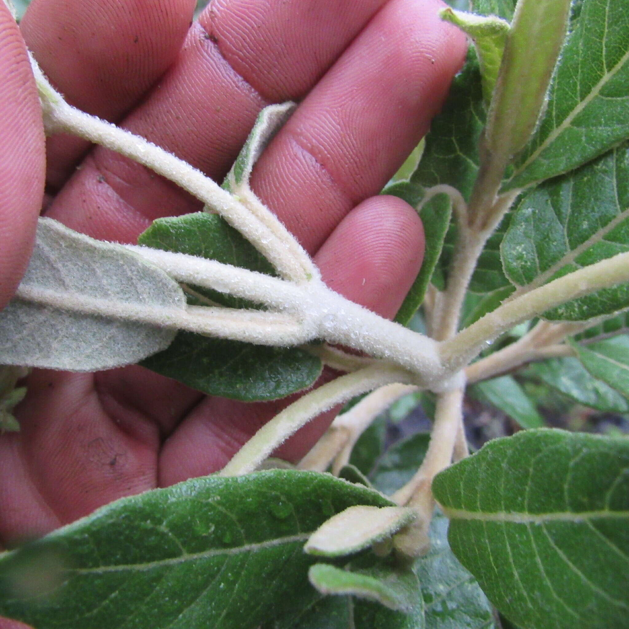 Image of Ageratina asclepiadea (L. fil.) R. King & H. Rob.