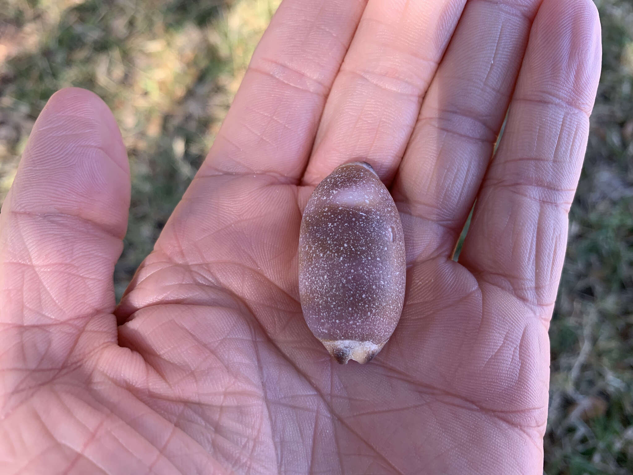 Image of jester cowrie