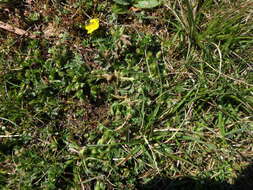 Image of spring cinquefoil