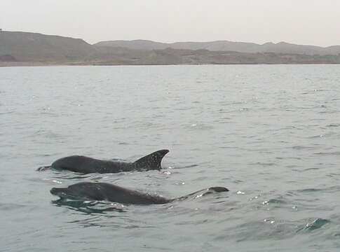 Image of Indian Ocean Bottlenose Dolphin