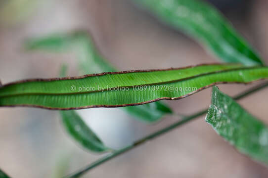 Image of Pteris insignis Mett. ex Kuhn