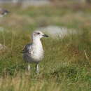 صورة Larus fuscus intermedius Schiøler 1922