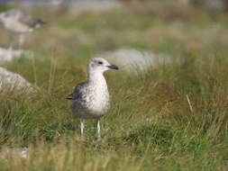 Image of Larus fuscus intermedius Schiøler 1922