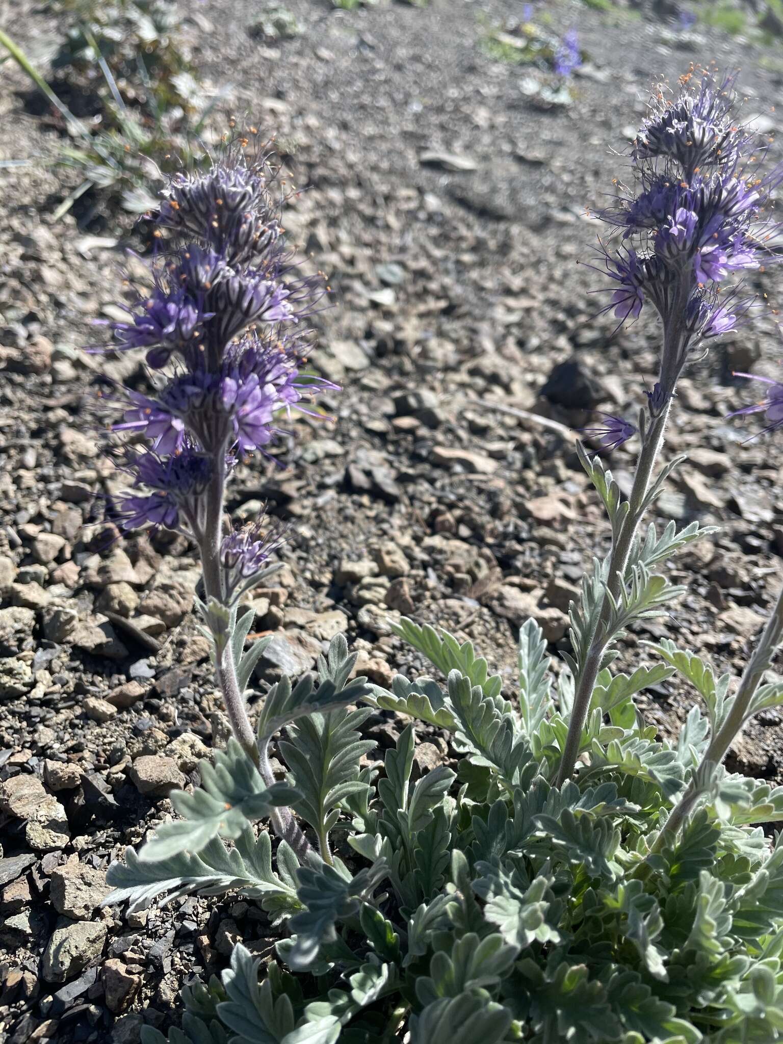 Image of silky phacelia