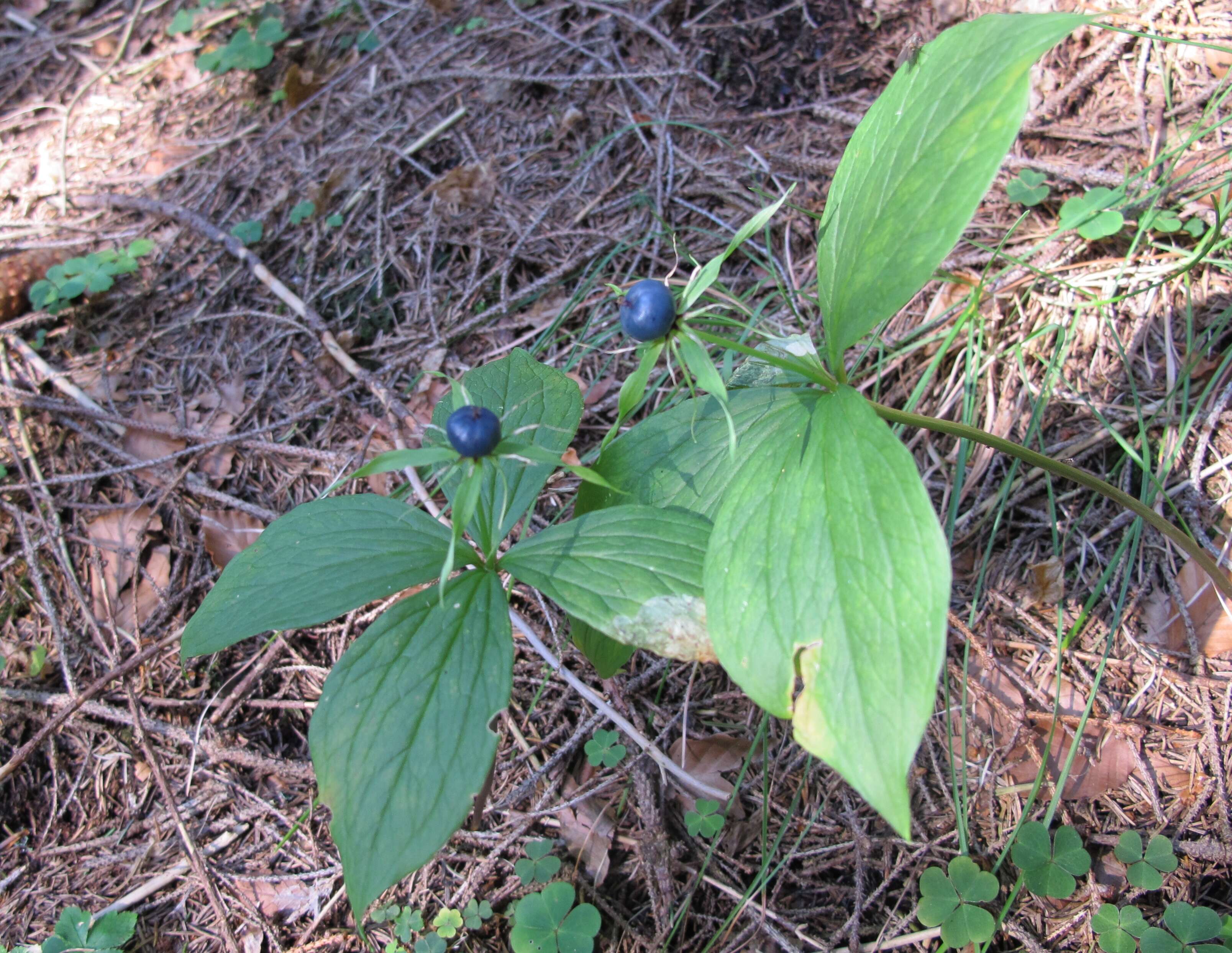 Image of herb Paris