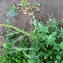 Image of California goosefoot